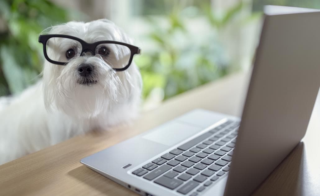 Dog using laptop