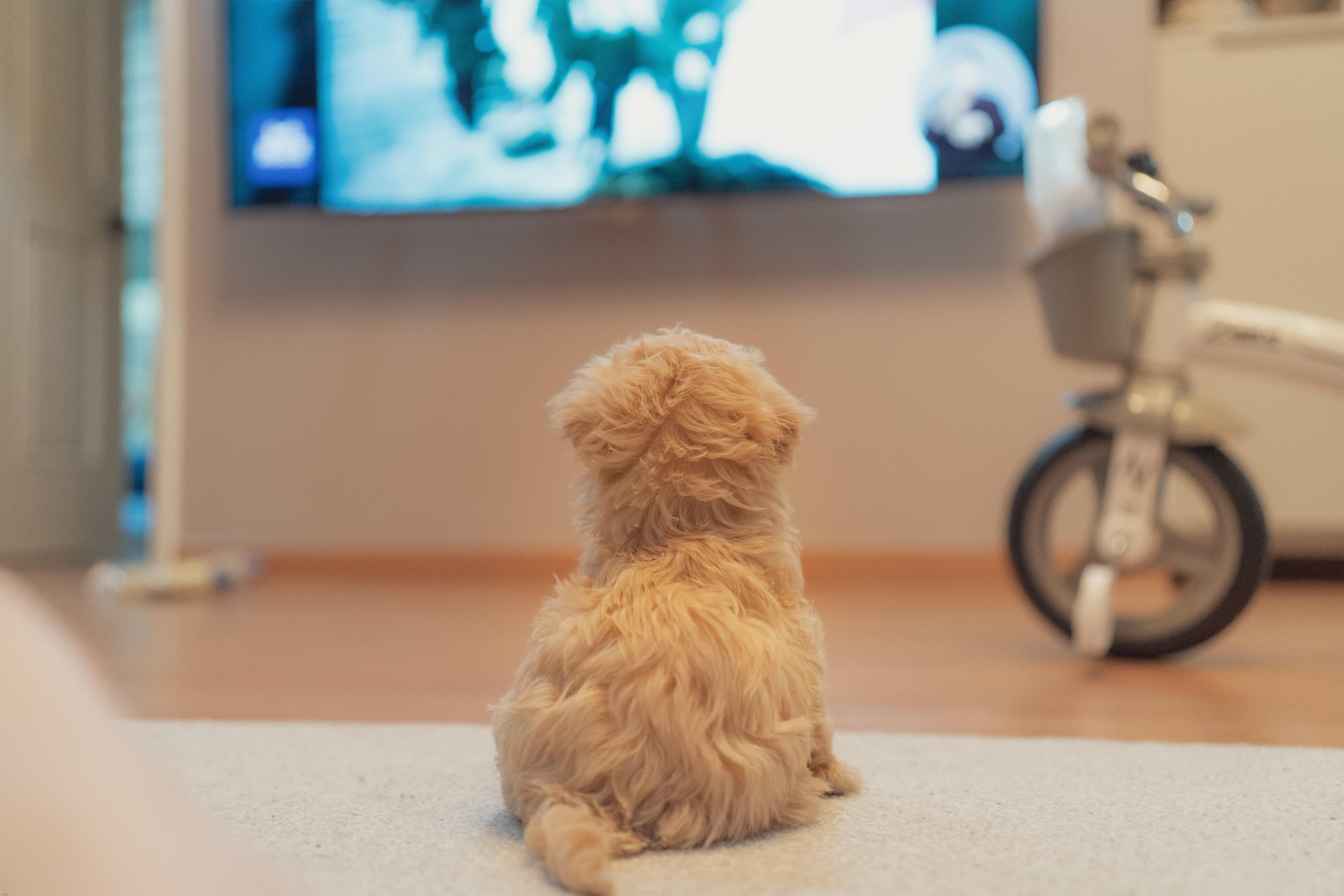 Dog watching TV