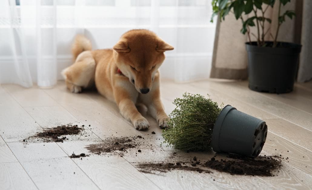 Dog with smashed plant