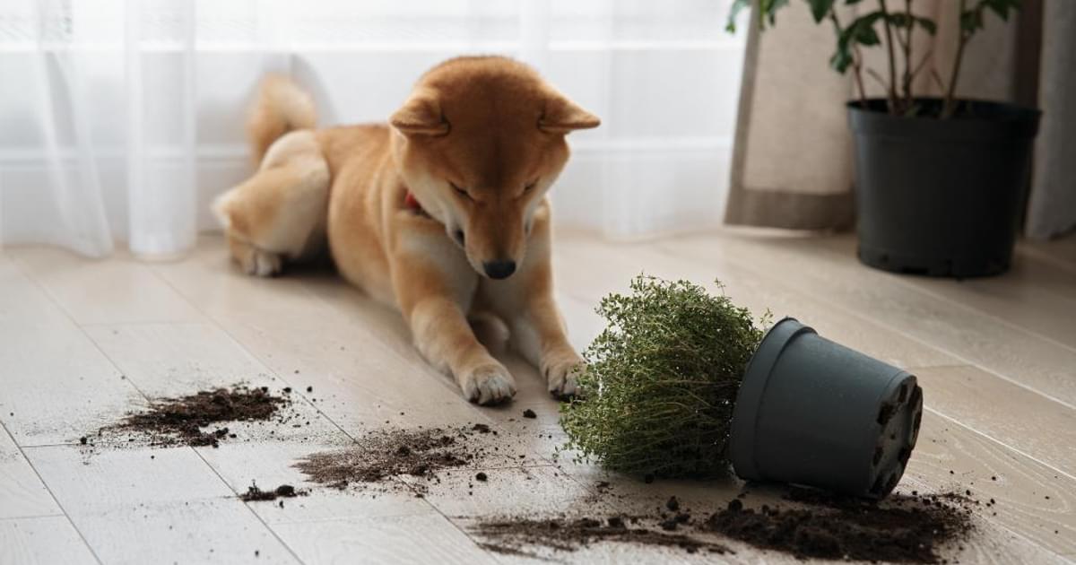 10 common houseplants that are toxic to dogs | Vet Radar