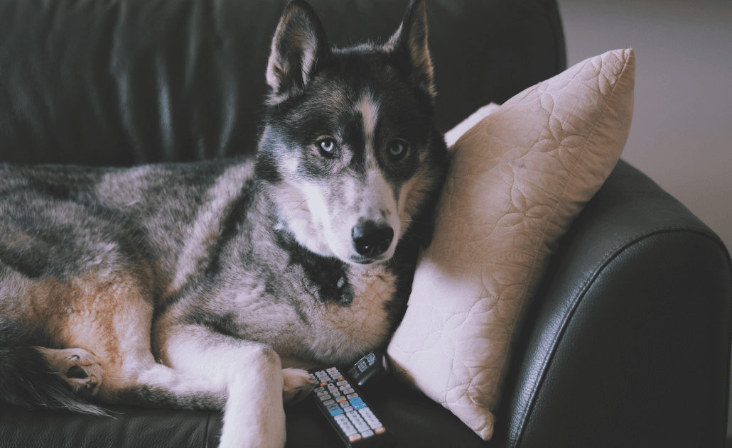 Dog with TV remote