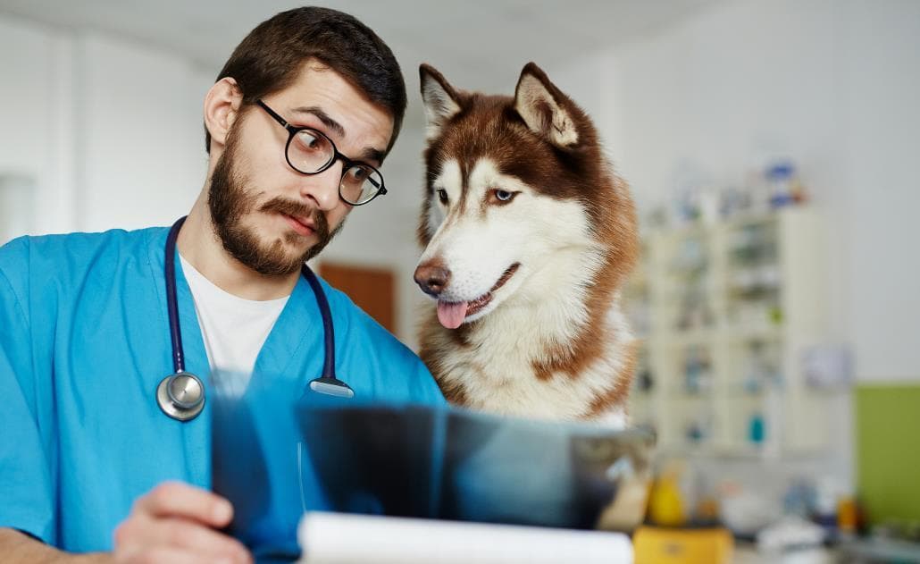 Dog and vet looking at xray