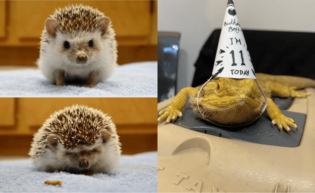 Griffin Exotics animals