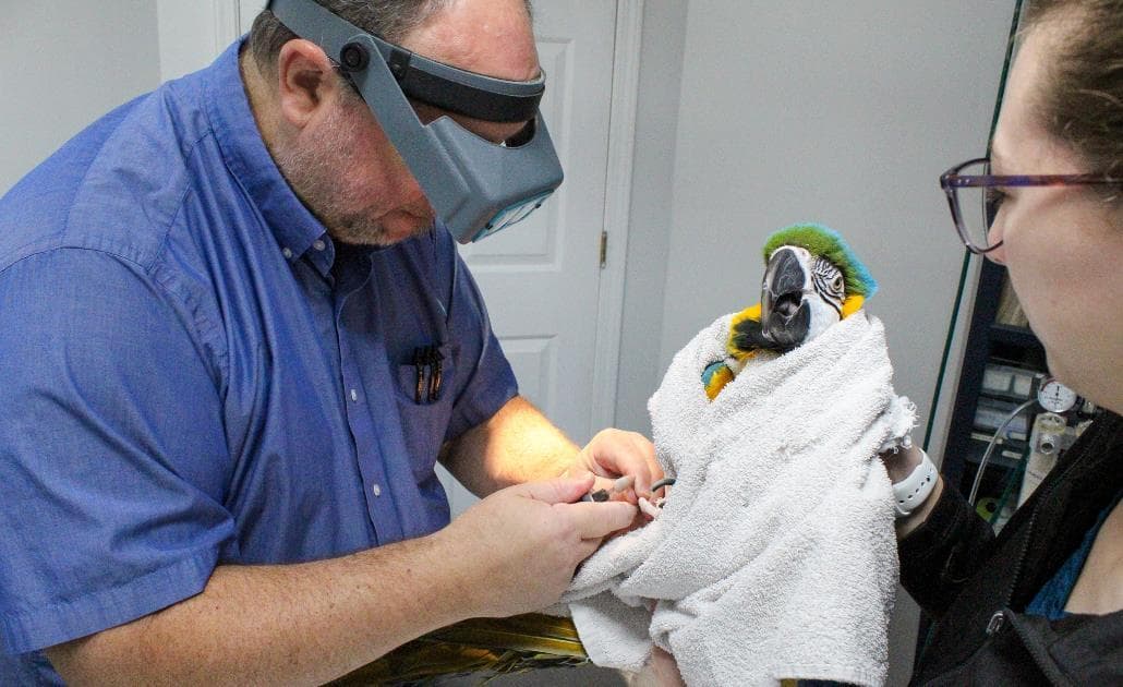 Vet with a parrot