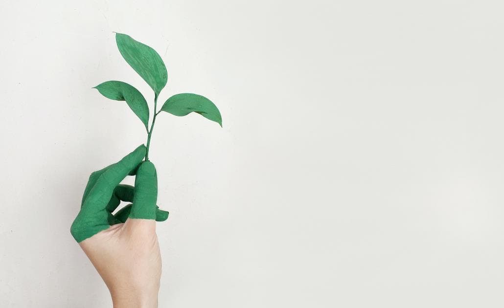 Hand holding a green plant