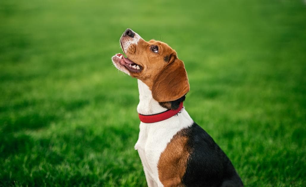 Happy dog on green lawn