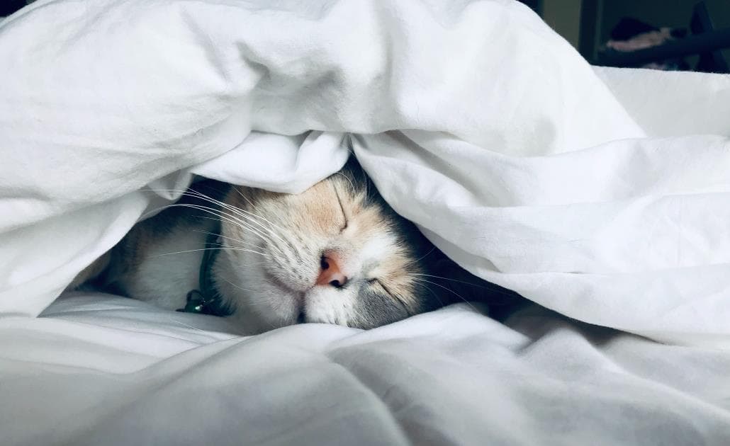 Happy sleeping cat