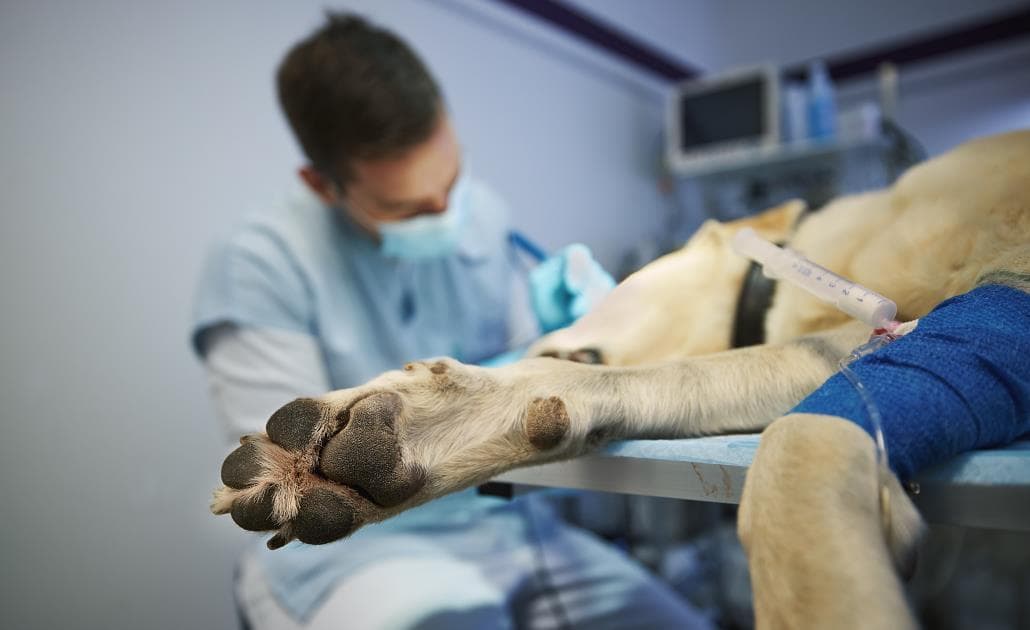 Labrador under anesthetic