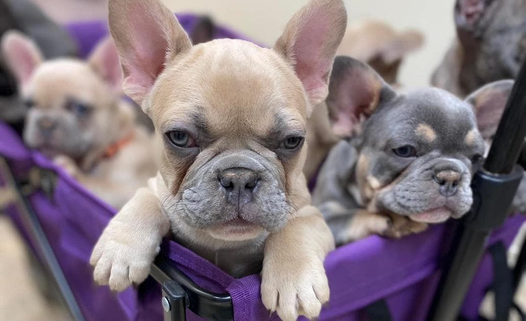 Puppies in trolley