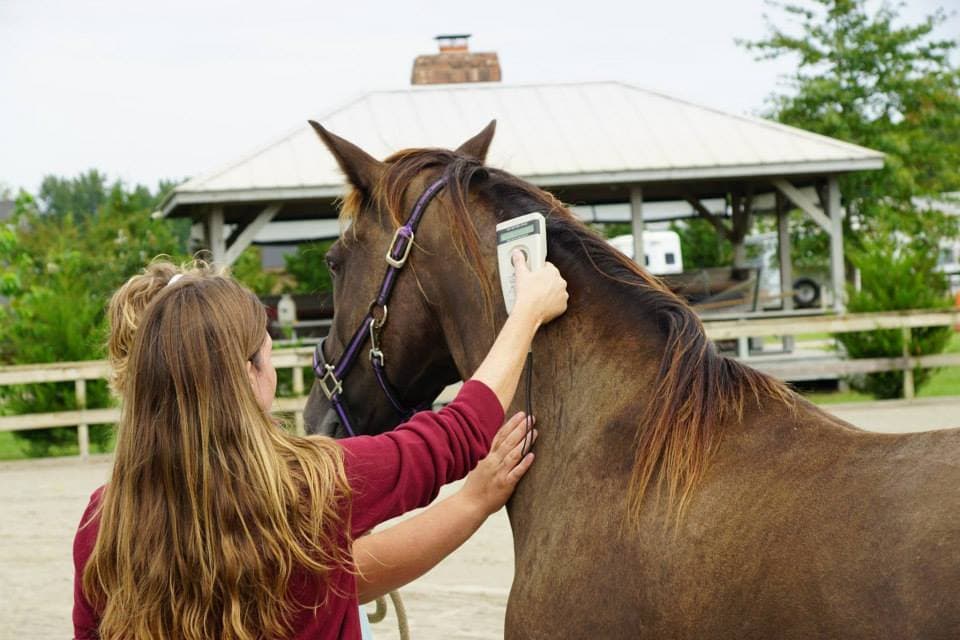 Reagan Equine horse care