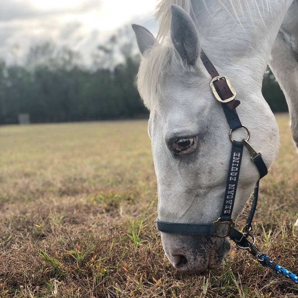 Reagan Equine horse