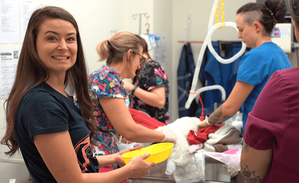 Veterinary staff working on patient