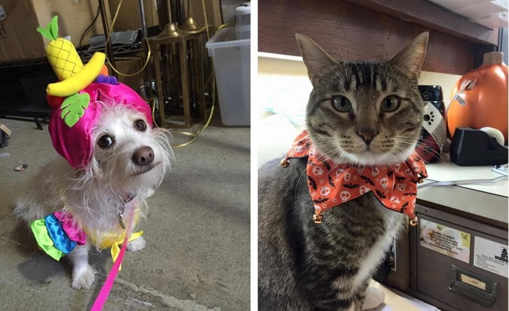 San Rafael Animal Hospital cat and dog