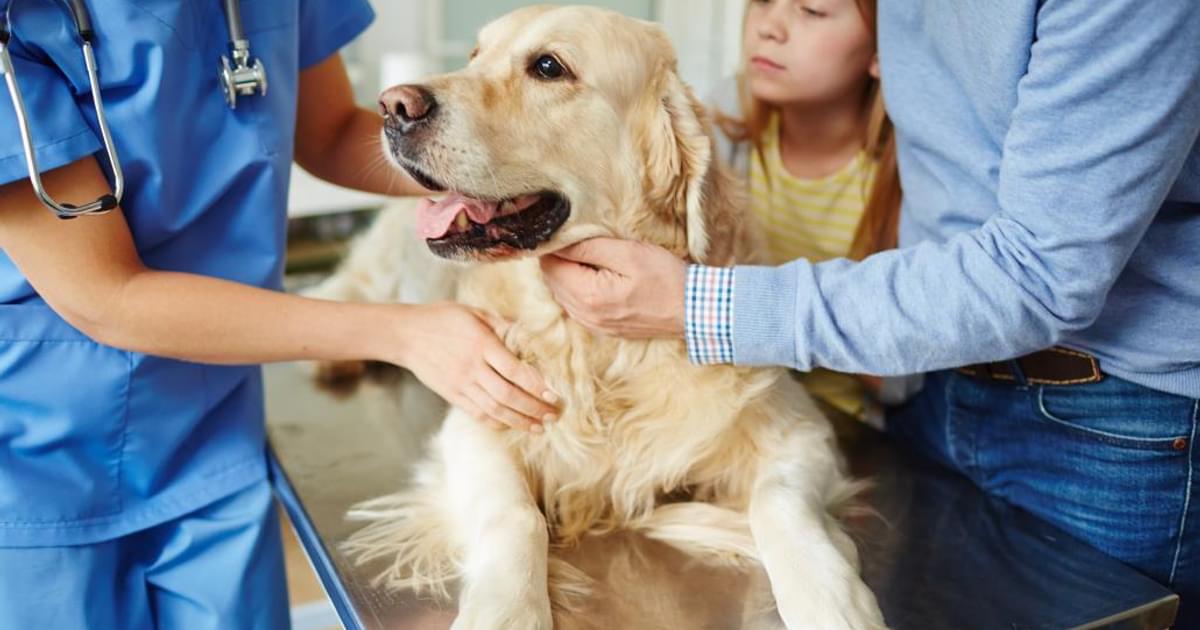 What are the pros and cons of wellness plans for a veterinary practice? | Vet Radar