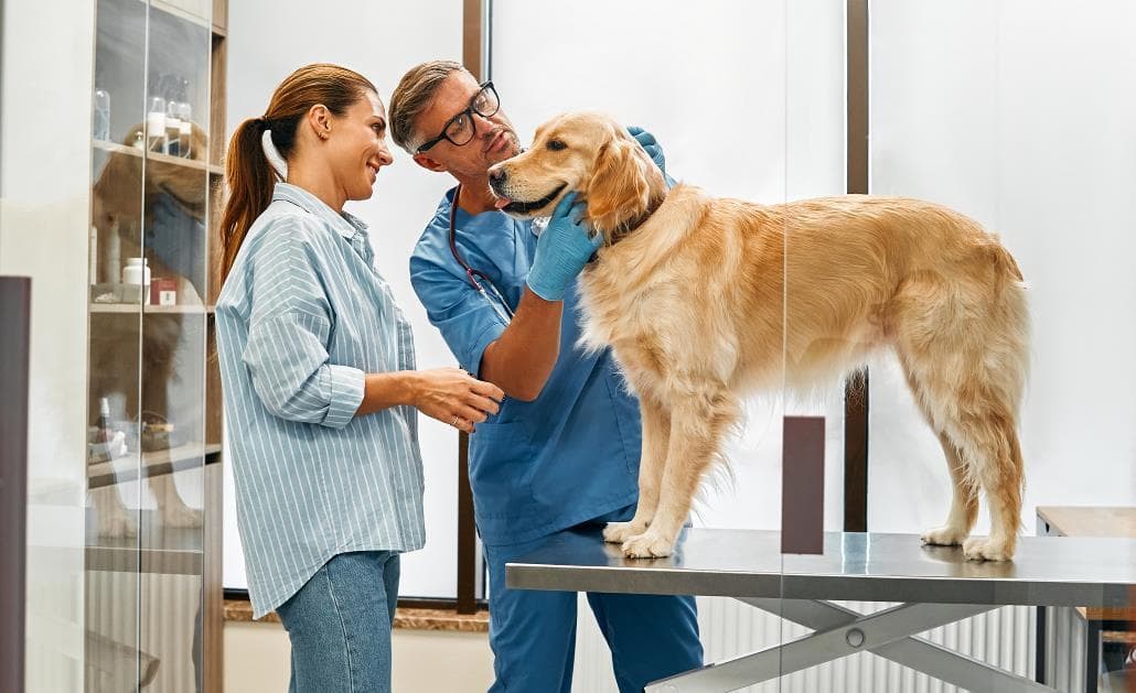 Vet examining dog