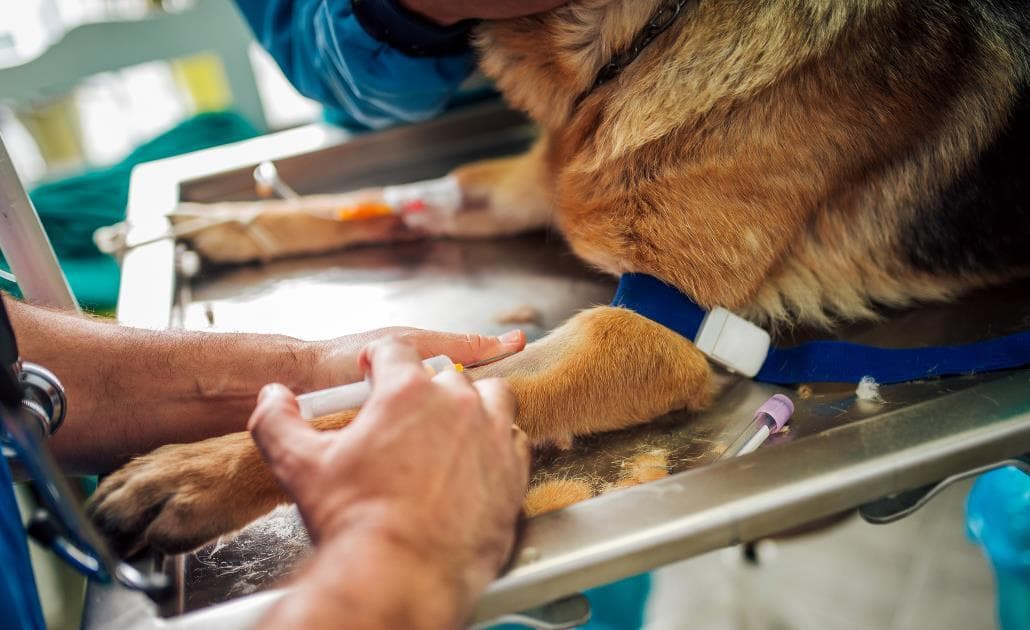 Vet giving injection to a dog