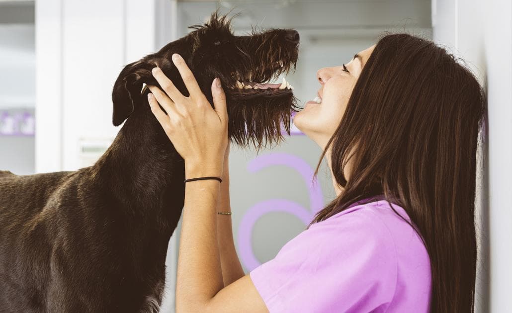 Vet hugging dog 1030 x 630