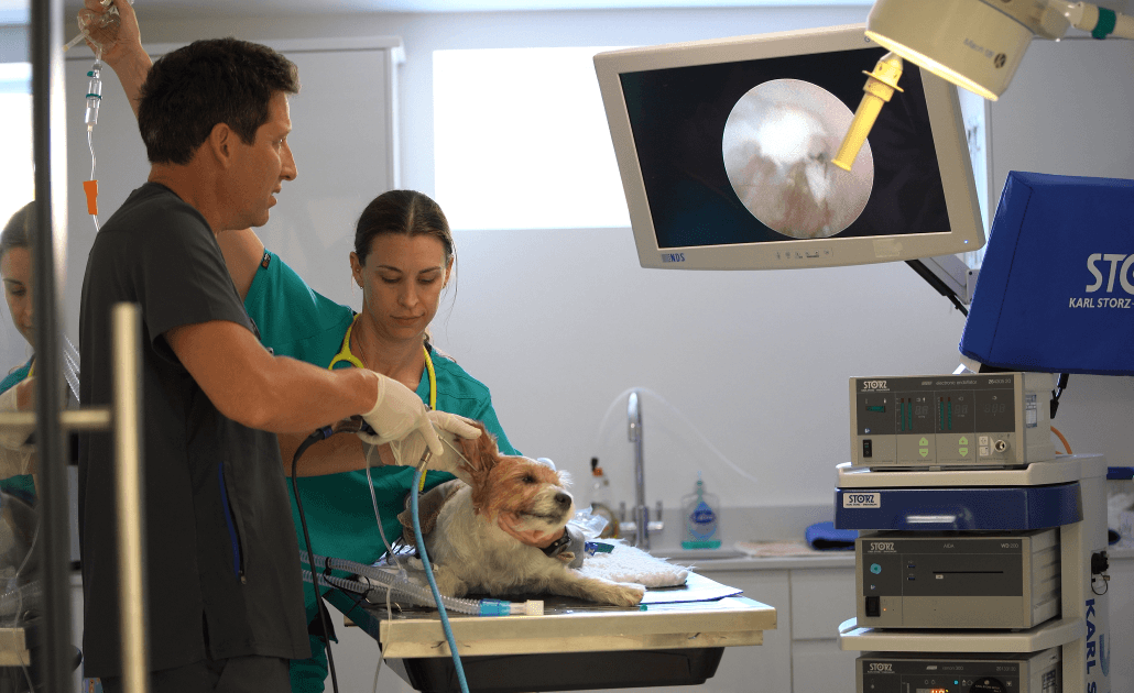 Vet performing procedure on dog