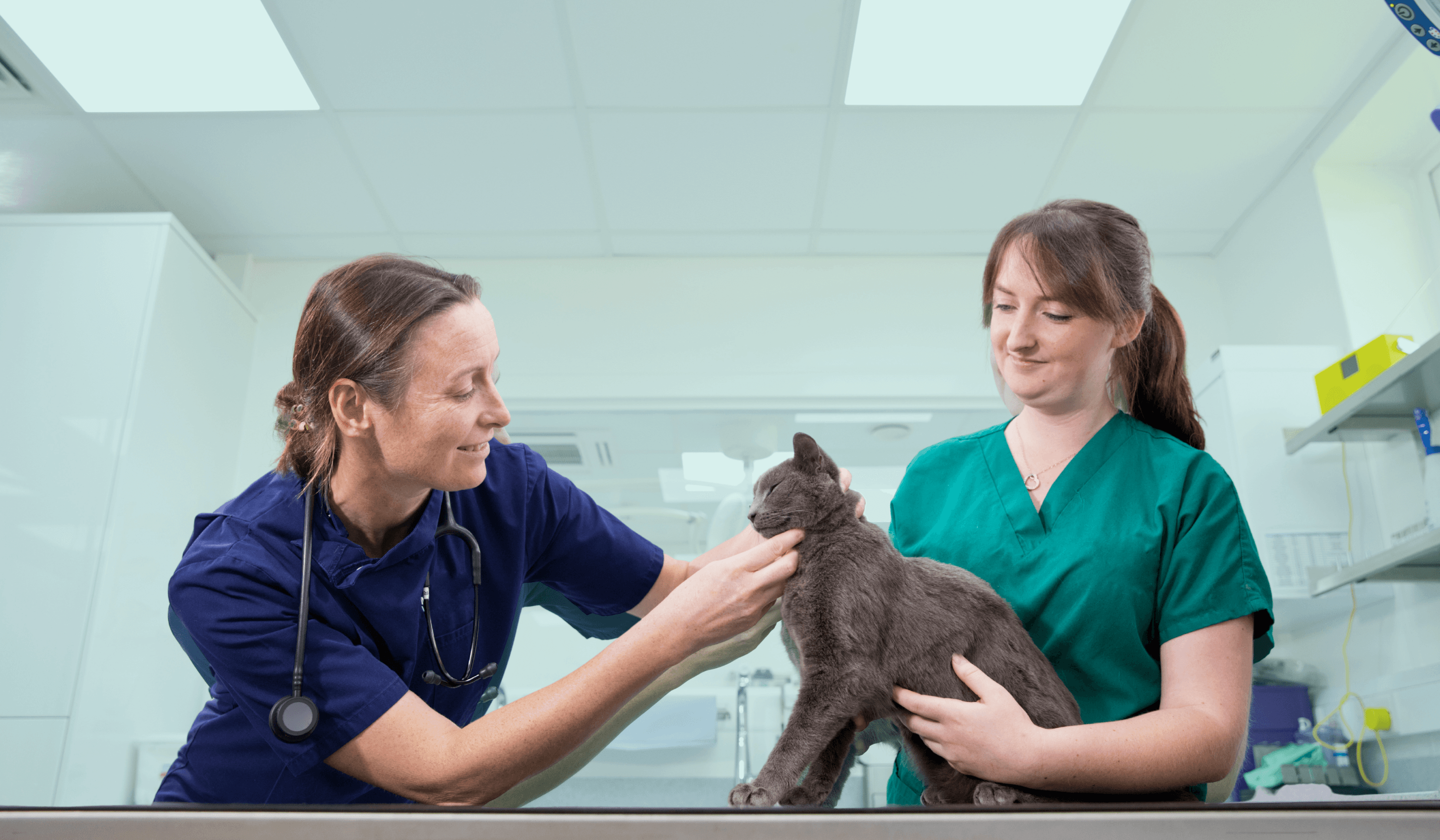 Vet team holding cat