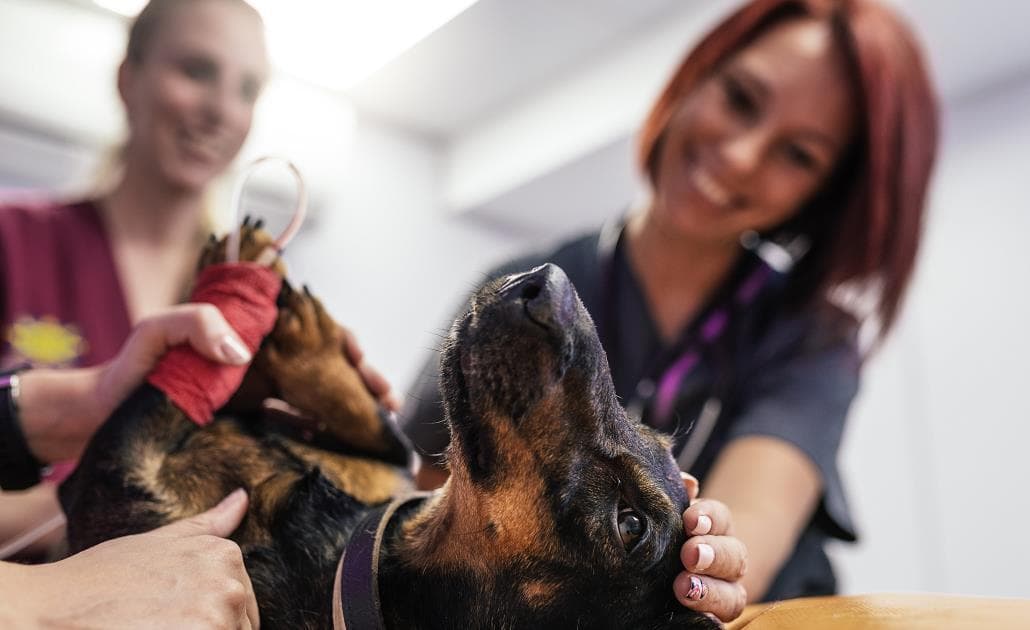 Veterinary team looking after dog