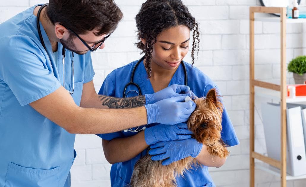 Vet tech with dog