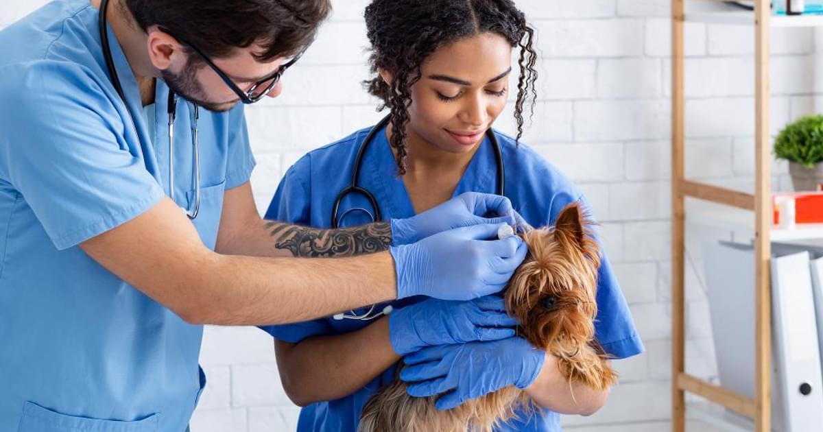 How to become a vet tech: Steps and requirements | Vet Radar