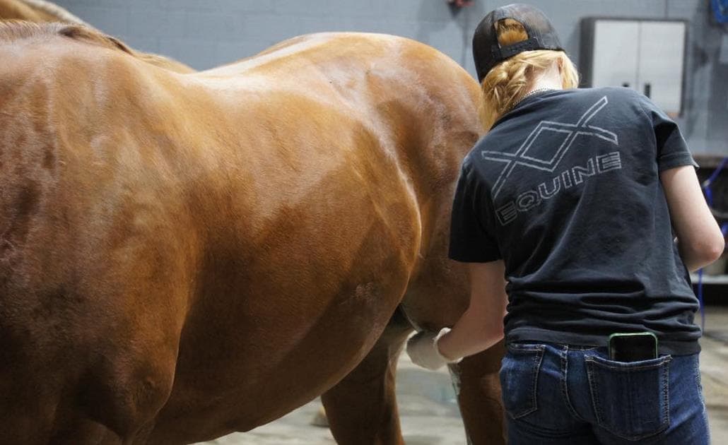 Double X Veterinary Services vet tech with horse