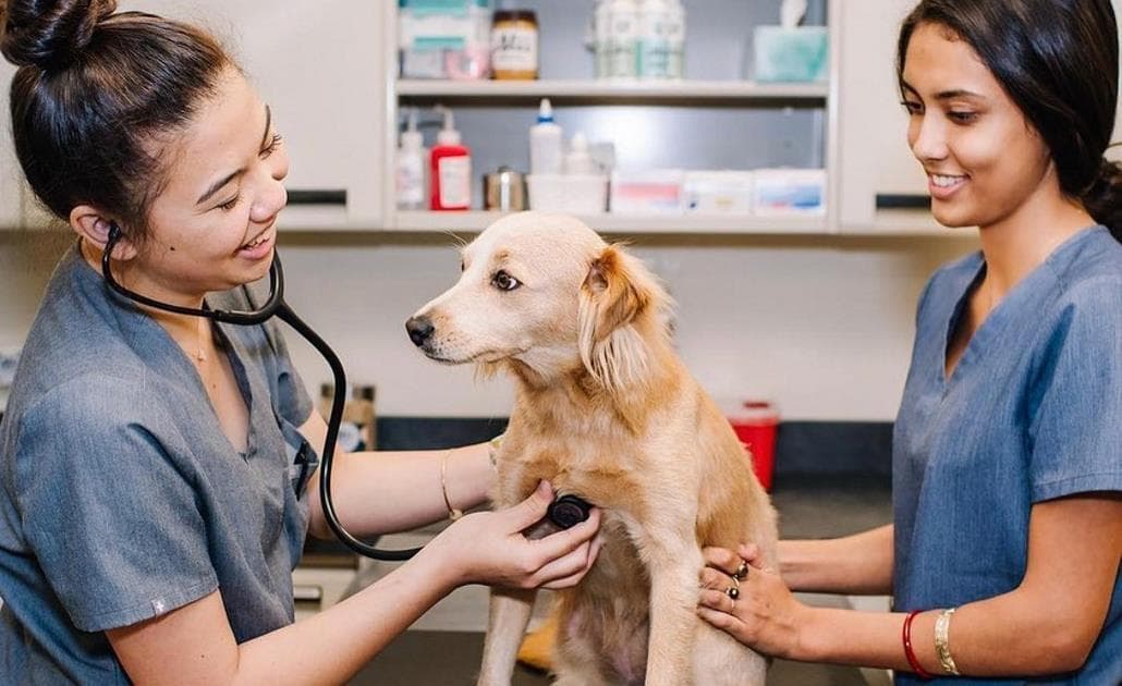 Vet techs examining dog