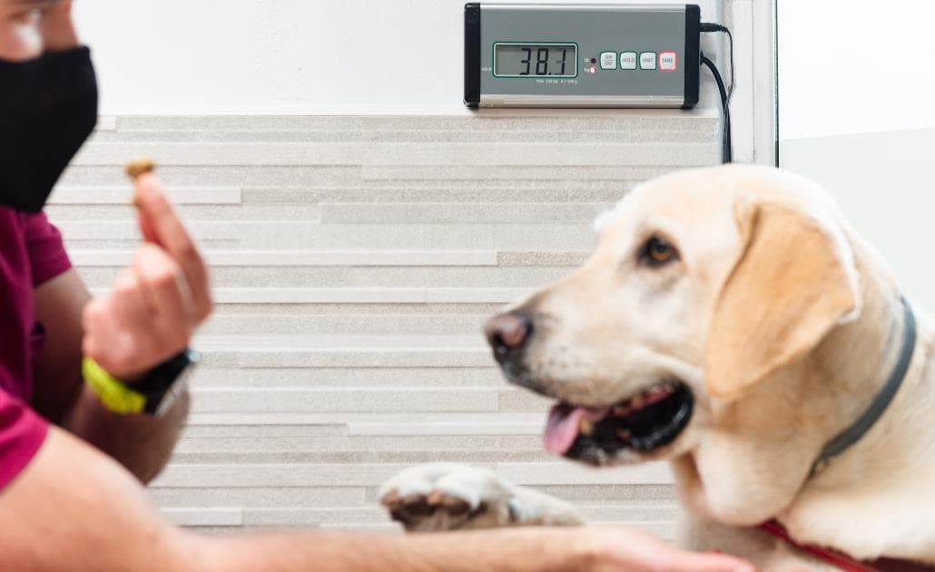 Vet weighing dog