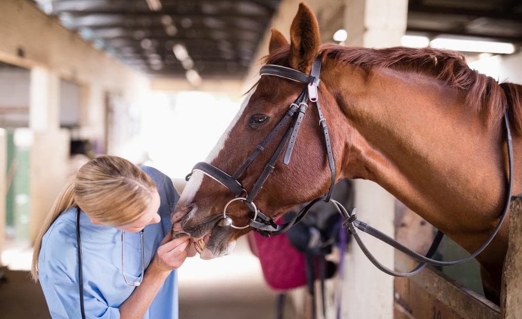 Veterinarian examining horse