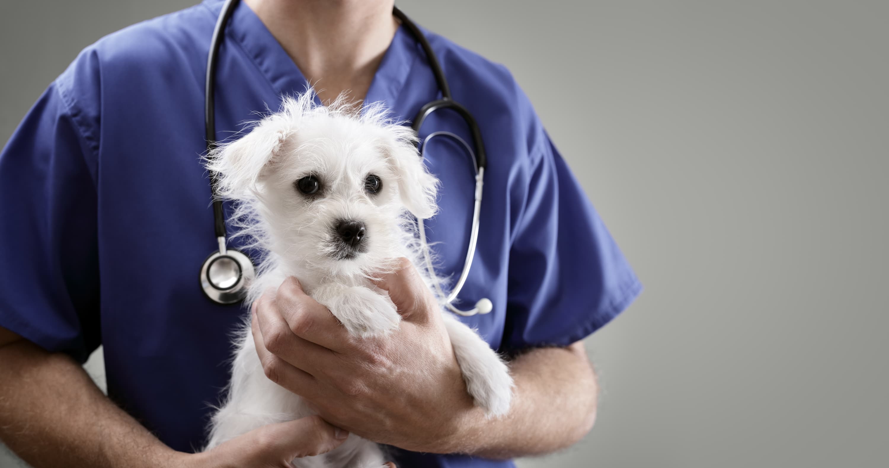 Veterinarian holding puppy