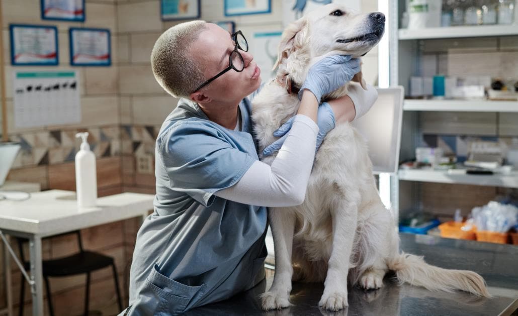 Veterinarian talking to dog