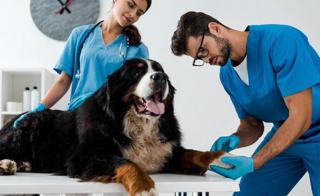 Veterinarians looking after dog