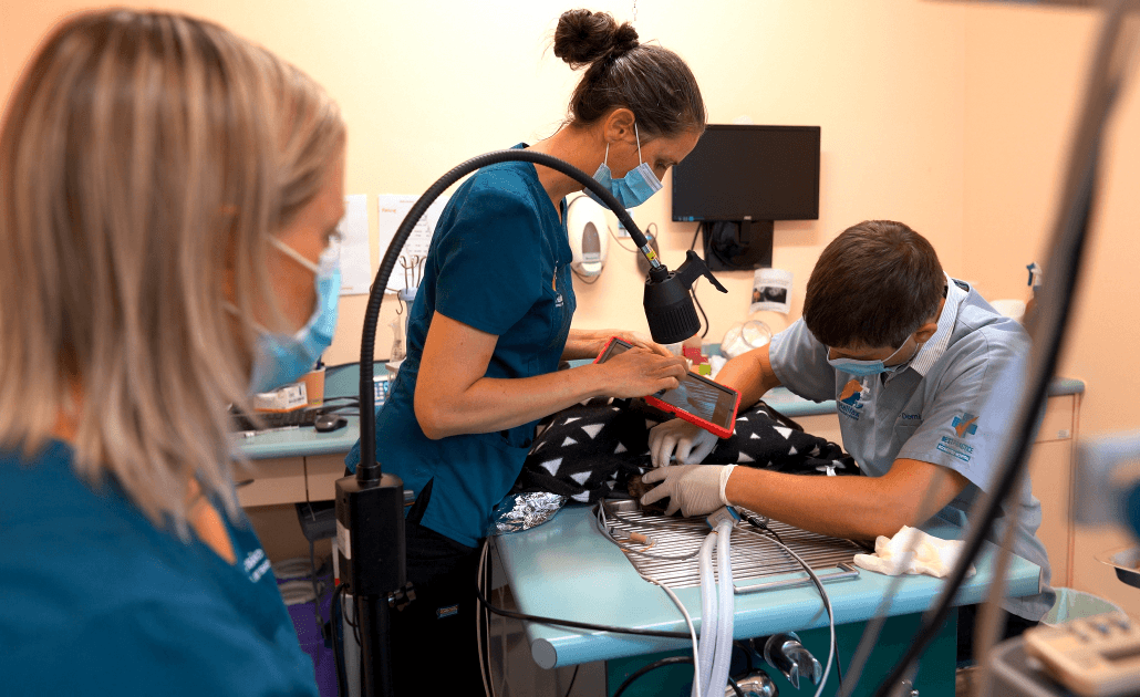 Veterinary staff taking picture of patient