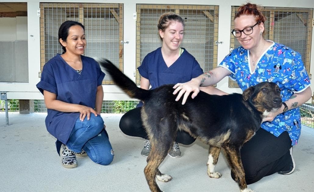 Veterinary staff with dog