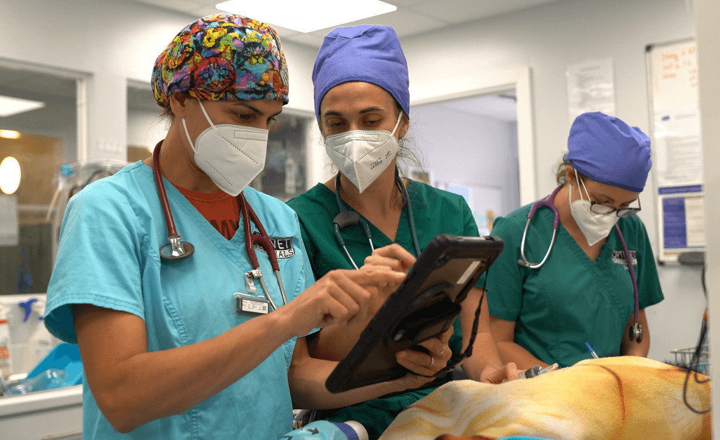 Veterinary team in a surgery room