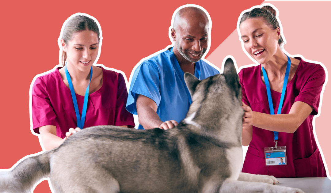 Veterinary team with dog