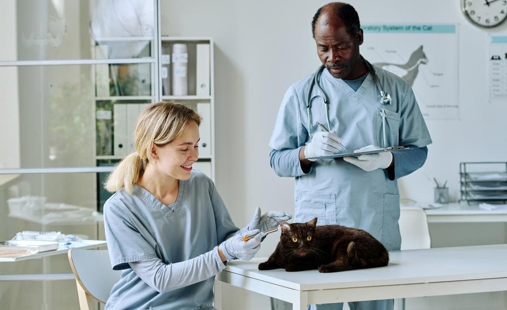Vets looking at a cat