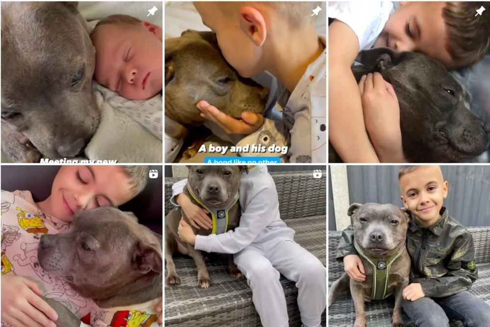 Boulder the Blue Staffy Best Instagram Pets Influencers in the UK