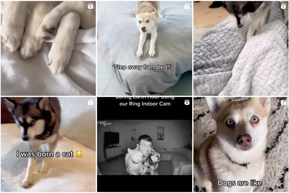 Yasmin & Kieran Best Instagram Pets Influencers in the UK