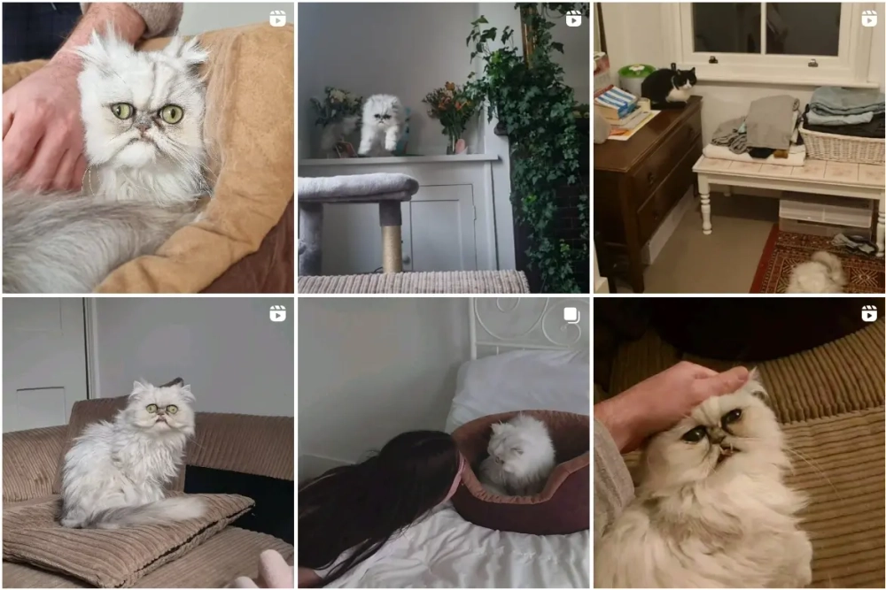 Jenna Lou Milly Best Instagram Pets Influencers in the UK