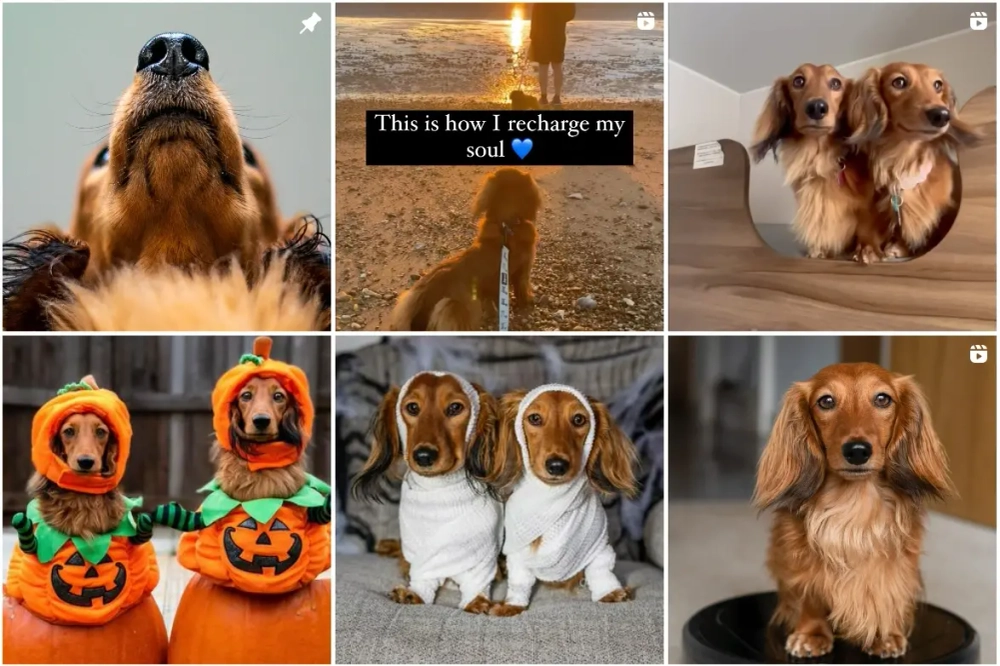 Cheddar & Chester Best Instagram Pets Influencers in the UK