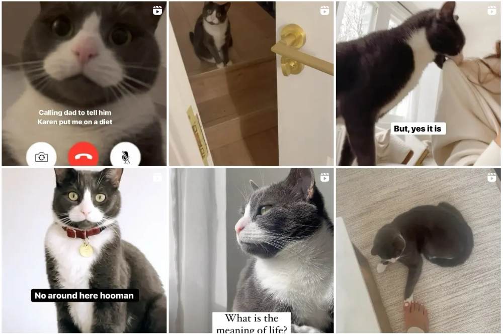 Dante Duke Best Instagram Pets Influencers in the UK