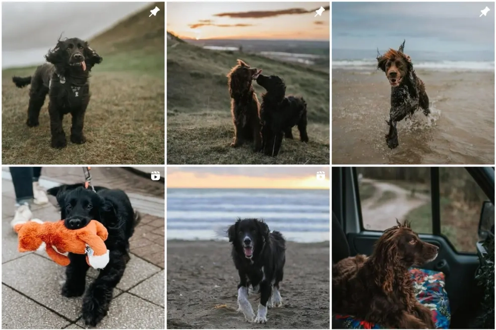 Steph & The Spaniels Best Instagram Pets Influencers in the UK