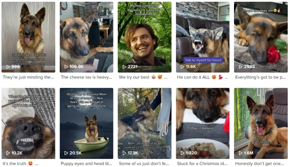 GSD Bear Best TikTok Pets Influencers in the UK