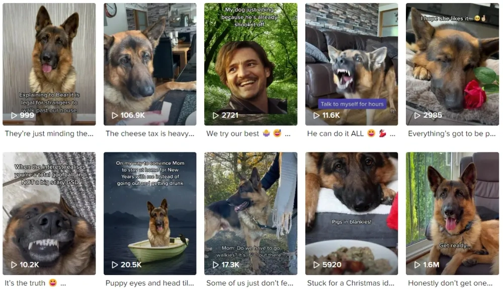 GSD Bear Best TikTok Pets Influencers in the UK