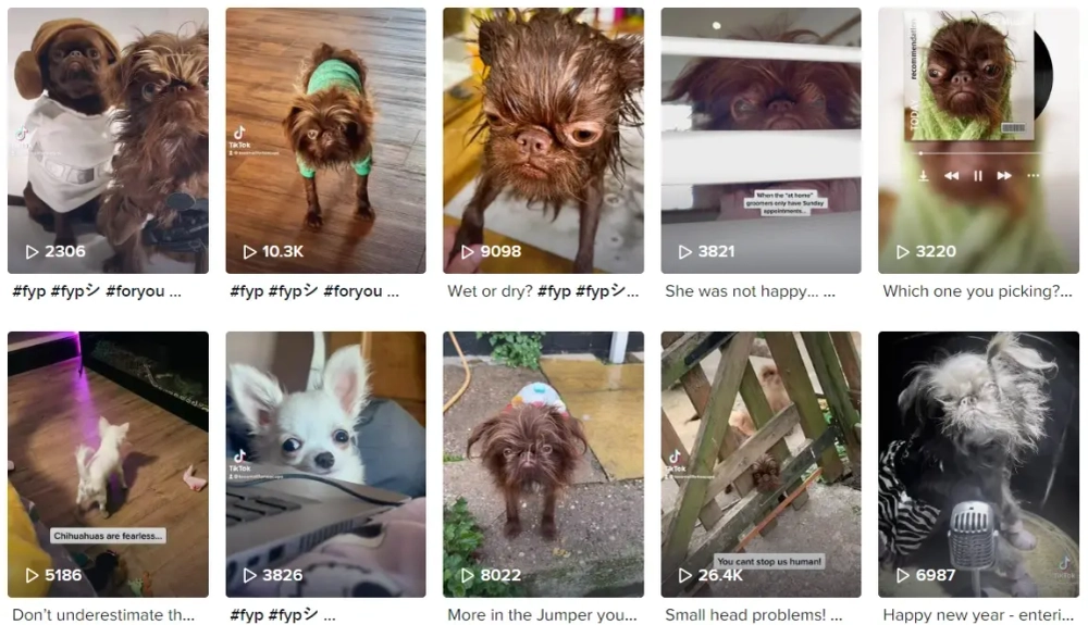 Abbie Sisson Best TikTok Pets Influencers in the UK