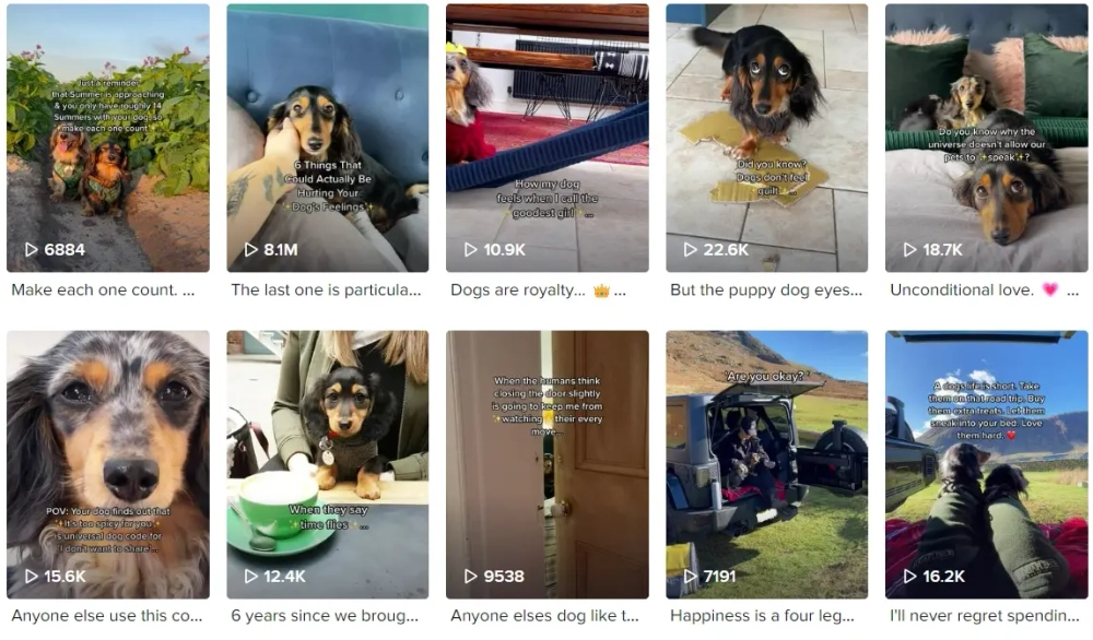 Digit & Pippa Best TikTok Pets Influencers in the UK