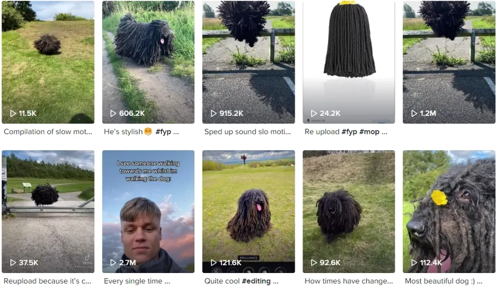 Tokay Best TikTok Pets Influencers in the UK