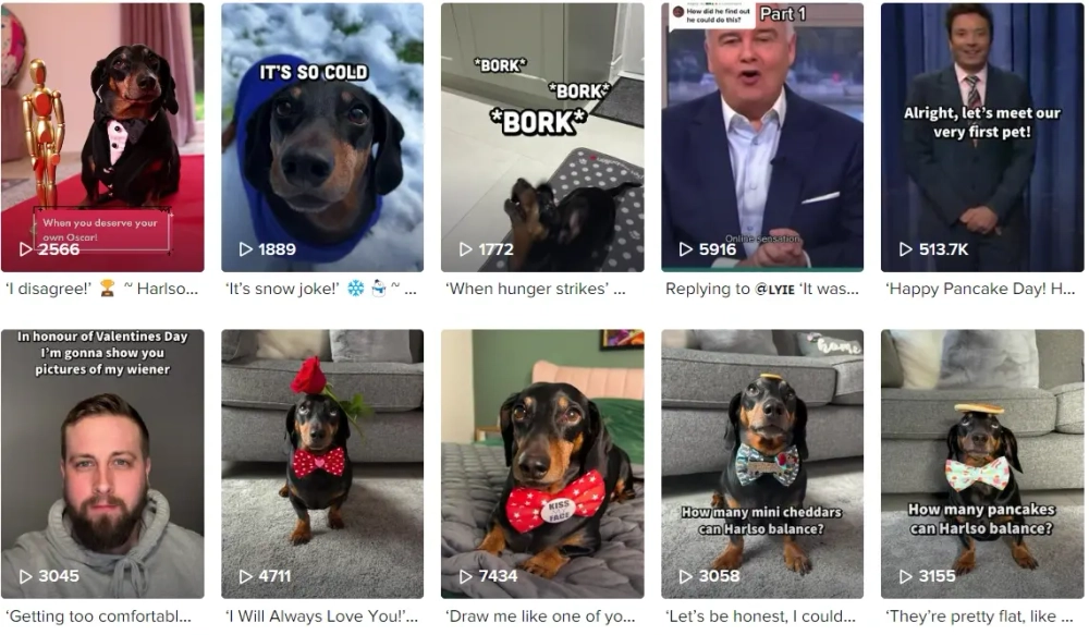 Harlso Best TikTok Pets Influencers in the UK